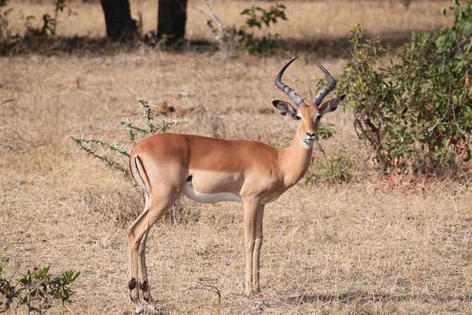 7-Day Magical Tanzania Safari -Premium High End Package - Lake Manyara adds birds and a night drive