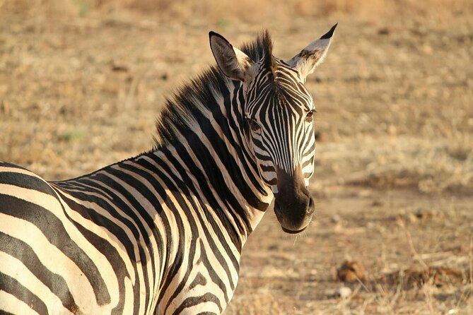 7-Day Magical Tanzania Safari -Premium High End Package - Reaching the Serengeti and searching for migration
