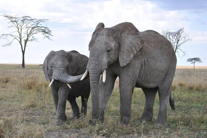 7-Day Magical Tanzania Safari -Premium High End Package - Central Serengeti and the route to Ngorongoro