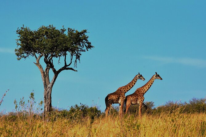 7-Day Magical Tanzania Safari -Premium High End Package - Arrival in Arusha and the Kilimanjaro welcome