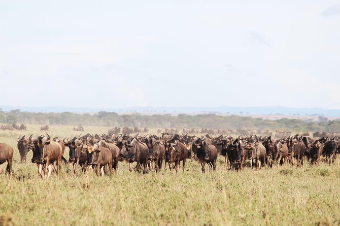 7-Day Premium Luxury Tanzania Safari All-Inclusive - Day 3: Birdlife and varied scenery at Lake Manyara