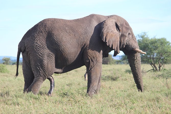 7-Day Premium Luxury Tanzania Safari All-Inclusive - Day 5: A full day in the Serengeti
