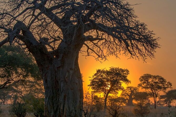 7-Day Private midrange Tour in Arusha with Airport Pickup - Key points to know before you book