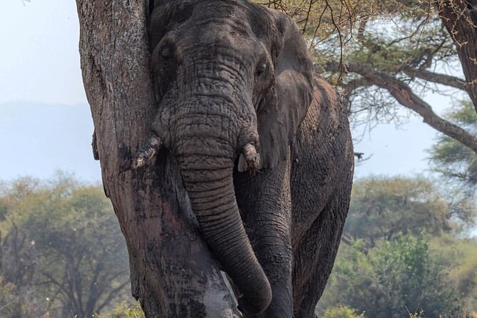 7-Day Private midrange Tour in Arusha with Airport Pickup - Days 3 to 5: Three chances in the central Serengeti