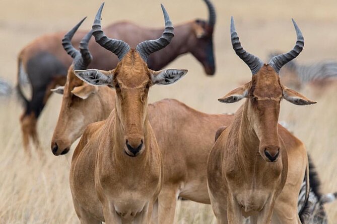 7-Day Private midrange Tour in Arusha with Airport Pickup - Day 7: Into the Ngorongoro Crater