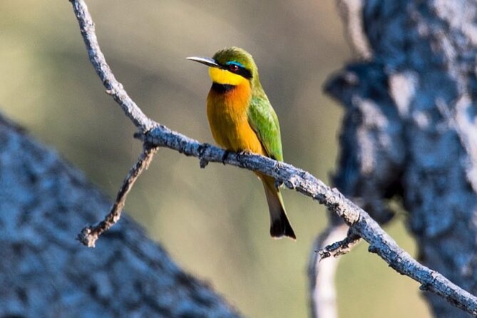 7-Day Private midrange Tour in Arusha with Airport Pickup - How private service changes the safari