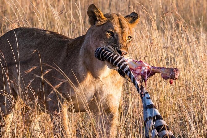 7-Day Private midrange Tour in Arusha with Airport Pickup - Day 6: A final Serengeti morning, then Ngorongoro