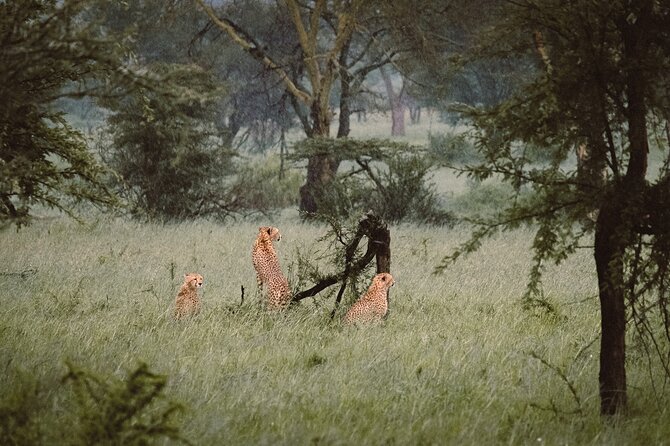 7-Day Tanzania Odyssey Safari- High End Tour - Why this safari works as a seven-day Tanzania sampler