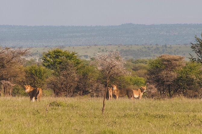 7-Day Tanzania Odyssey Safari- High End Tour - Day 3: The Ngorongoro Crater’s crowded wildlife stage