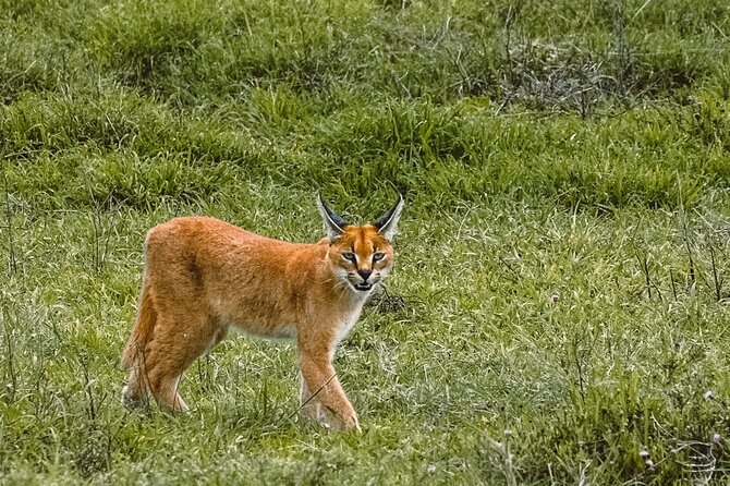7-Day Tanzania Odyssey Safari- High End Tour - Day 5: Chasing the Mara River in northern Serengeti