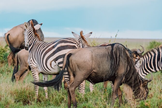 7-Day Tanzania Odyssey Safari- High End Tour - Day 7: Flight from Kogatende to Arusha