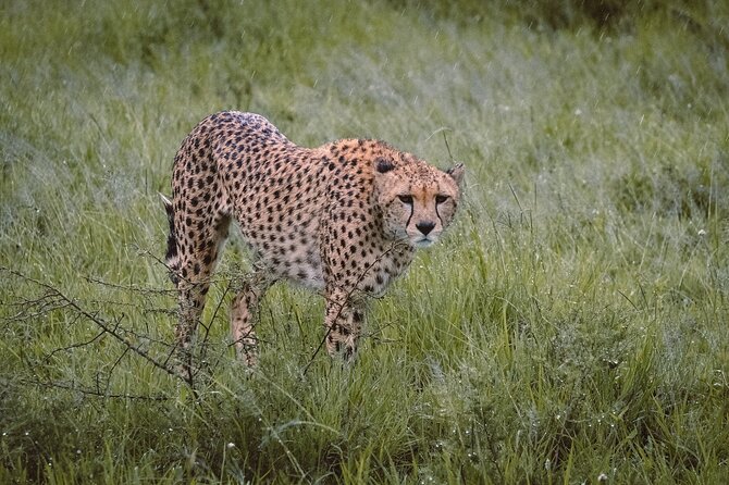 7-Day Tanzania Odyssey Safari- High End Tour - Day 1: A gentle start at Arusha Coffee Lodge