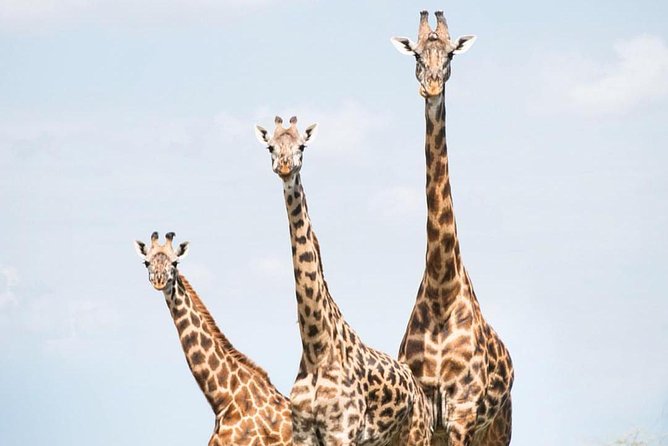 7 days great migration safari - Why Lake Natron makes this route different