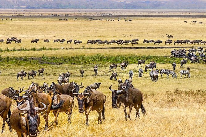 7 days great migration safari - Day four: following the wildlife through Seronera