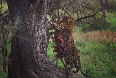 7 days great migration safari
