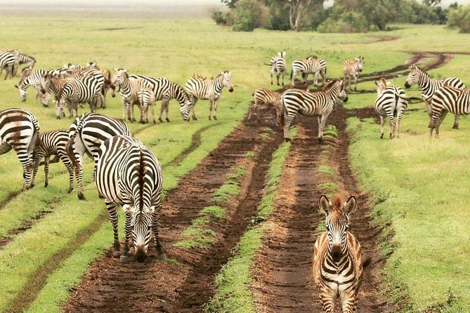 7 days great migration safari - Day six: down into Ngorongoro Crater