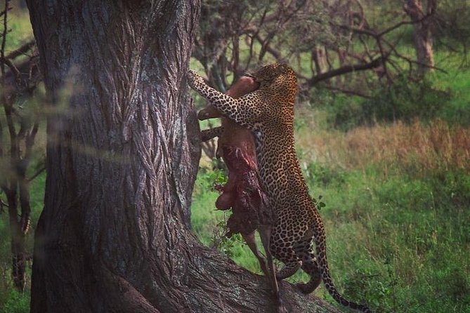 7 days great migration safari - Two nights in Lobo and the great migration question