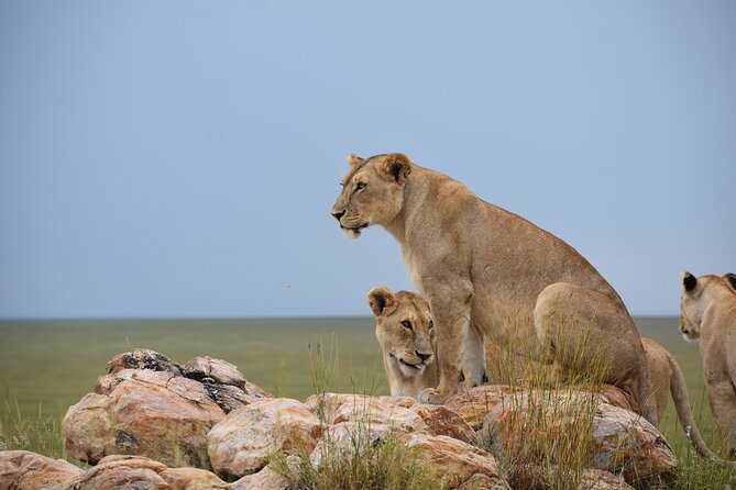 7 Days Highlight of Tanzania Mid-Range Standard - A seven-day route through Tanzania’s best-known parks