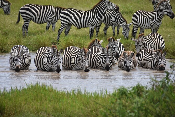 7 Days Highlight of Tanzania Mid-Range Standard - Day 1: Tarangire’s elephant country