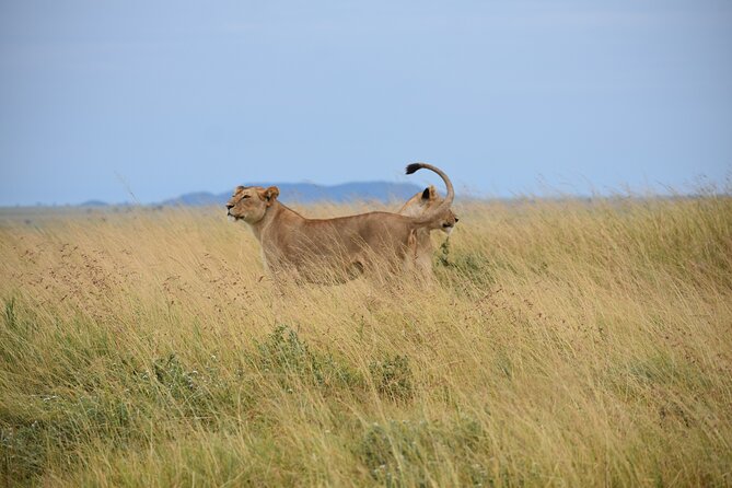 7 Days Highlight of Tanzania Mid-Range Standard - The guide can make or break the safari