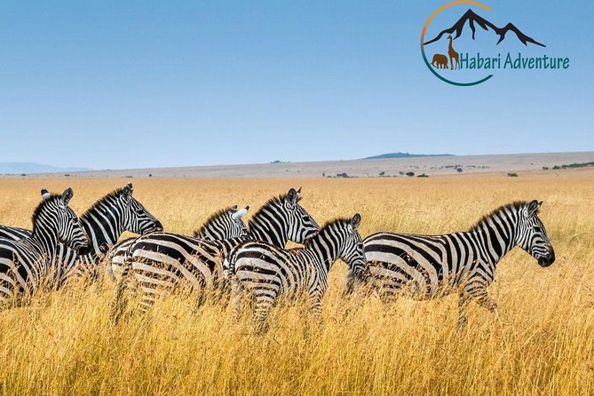 7 Days Safari. Serengeti, Tarangire, Lake Manyara & Ngorongoro Crater. - What this seven-day safari does well