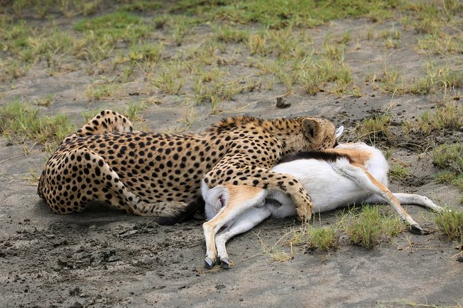7 Days Safari. Serengeti, Tarangire, Lake Manyara & Ngorongoro Crater. - Day 3: A full Serengeti game drive