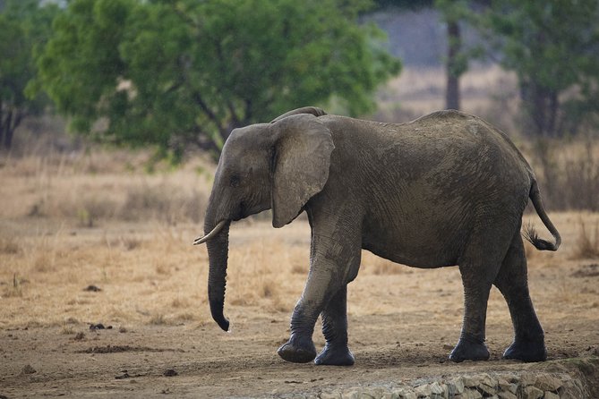 7 Days Safari. Serengeti, Tarangire, Lake Manyara & Ngorongoro Crater. - Day 4: Morning predators and central Serengeti