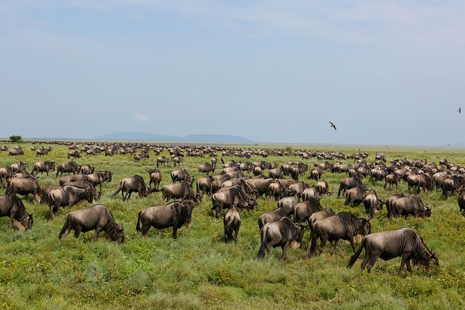 7 Days Safari. Serengeti, Tarangire, Lake Manyara & Ngorongoro Crater. - Day 7: Lake Manyara and the return to Moshi