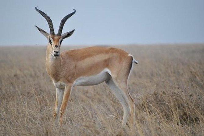 7 Days Tanganyika Wilderness Safari - Day two: elephants and open space in Tarangire