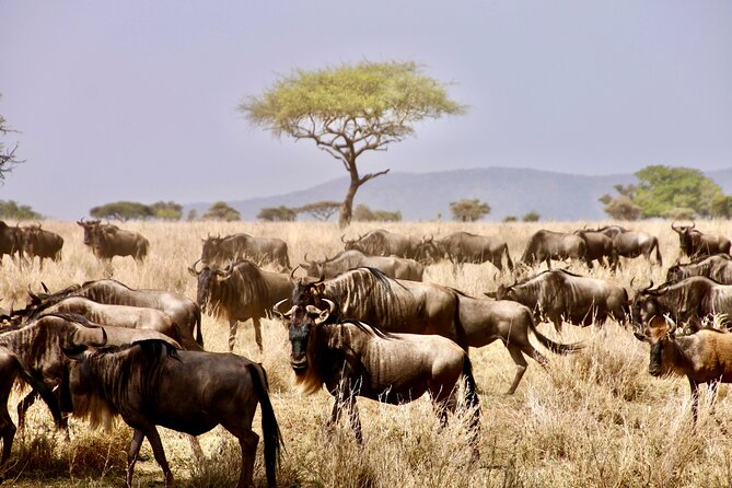 8-Day Essence of Tanzania Safari - Luxury - What this eight-day Tanzania safari is really like