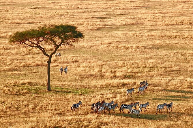 8-Day Essence of Tanzania Safari - Luxury - Day 6: Leaving the plains for Maasai country