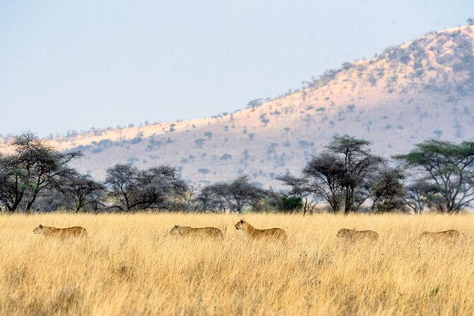 8-Day Essence of Tanzania Safari - Luxury - Day 7: Ngorongoro Crater and the road to Lake Eyasi