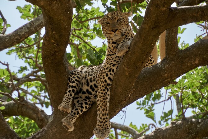 8-Day Essence of Tanzania Safari - Luxury - Day 1: Arriving in Arusha beneath Mount Meru
