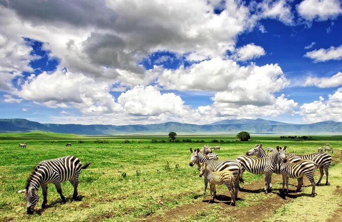 8 Day Spectacular Migration Serengeti mid -Range Tanzania Safari - Key points to know before booking