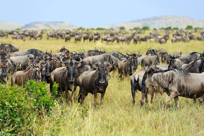 8 Day Spectacular Migration Serengeti mid -Range Tanzania Safari - Day 2: Tarangire and its elephant families