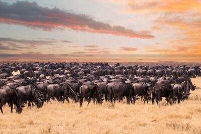 8 Day Spectacular Migration Serengeti mid -Range Tanzania Safari