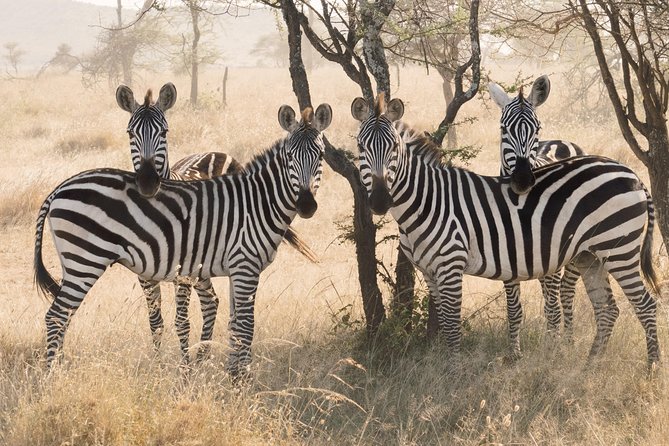 8 Day Spectacular Migration Serengeti mid -Range Tanzania Safari - Day 4: Following the migration north