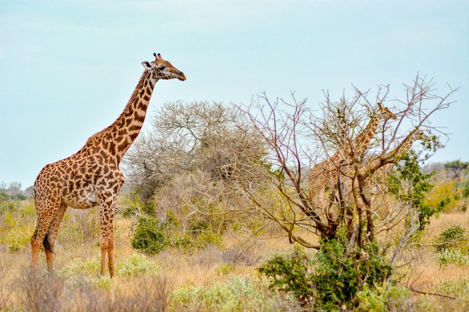 8 Day Spectacular Migration Serengeti mid -Range Tanzania Safari - Day 5: The Mara River crossing area