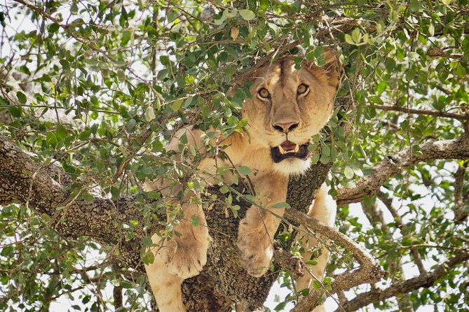 8 Day Spectacular Migration Serengeti mid -Range Tanzania Safari - Day 7: Down into Ngorongoro Crater