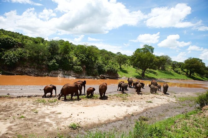 8 Days Great Wildebeest Calving Migration Safari from Arusha - Why calving season changes the safari