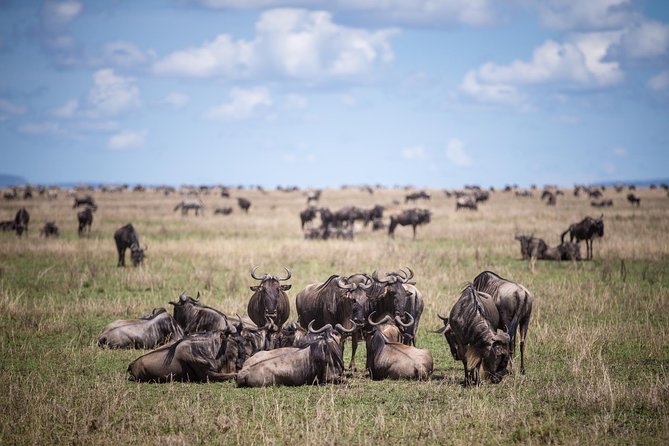 8 Days Great Wildebeest Calving Migration Safari from Arusha - Day 2 in Tarangire National Park