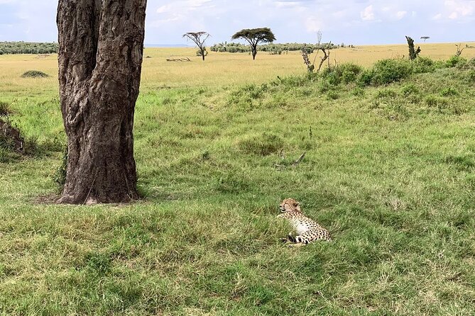 8 Days Great Wildebeest Calving Migration Safari from Arusha - Day 4 reaches the Ndutu area