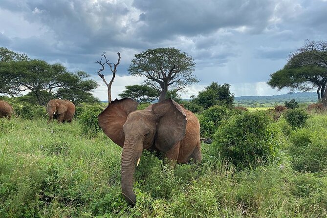 8 Days Great Wildebeest Calving Migration Safari from Arusha - Day 6 in central Serengeti