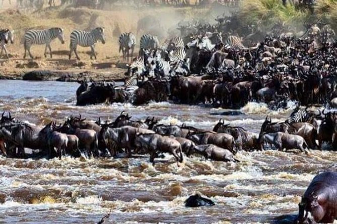 8 Days Great Wildebeest Migration - Mara River Crossing - Why the Mara River is worth planning around