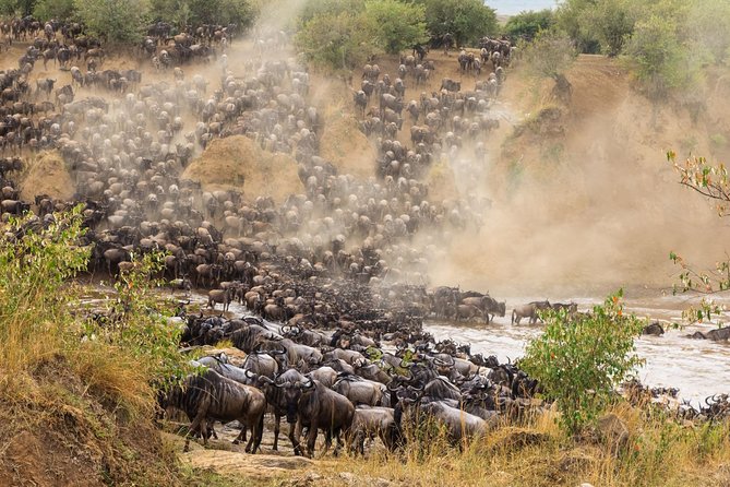 8 Days Great Wildebeest Migration - Mara River Crossing - Day 5: Two chances to watch the migration