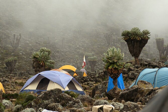 8 Days Mountain Kilimanjaro Lemosho Route - Day 4: Lava Tower, altitude practice, and Barranco