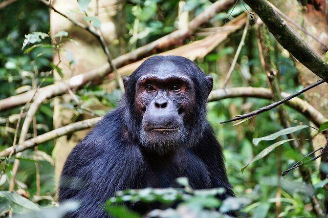 8 Days Safari to Mikumi, Ruaha & Udzungwa Mountains - Key points to know before booking