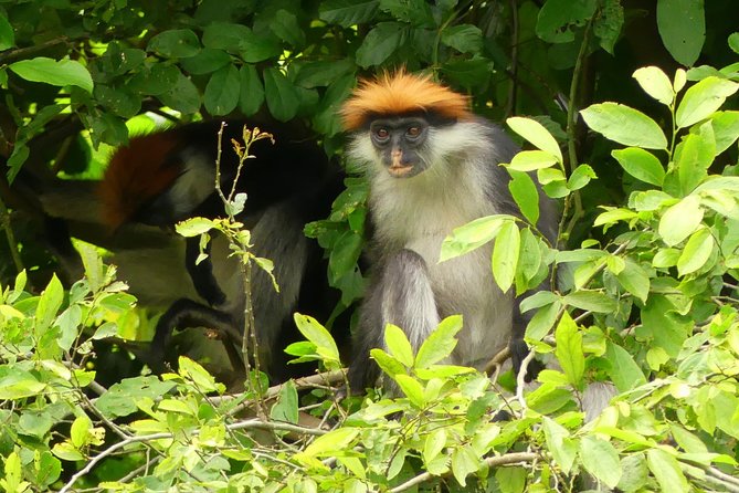 8 Days Safari to Mikumi, Ruaha & Udzungwa Mountains - Day 3: Through Iringa toward Ruaha National Park