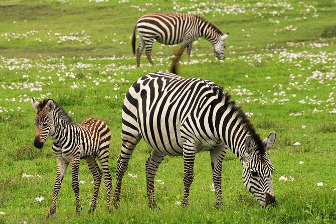 9-Day Enchanting Tanzania Safari -High End All Inclusive - Day 1: A polished arrival near Arusha