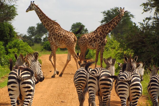 9-Day Enchanting Tanzania Safari -High End All Inclusive - Day 3: Elephants and open space in Tarangire
